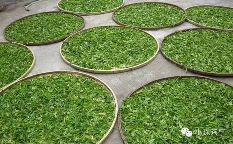 普洱茶与绿茶的区别：探索生普是否属于绿茶
